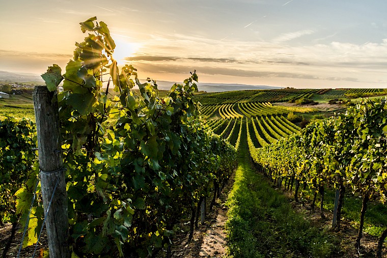 Vineyards in the sunset with the individual vines.